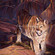 Cougar in the Canyon