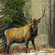 Wapiti--American Elk