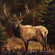 Forest Sentinel; American Elk